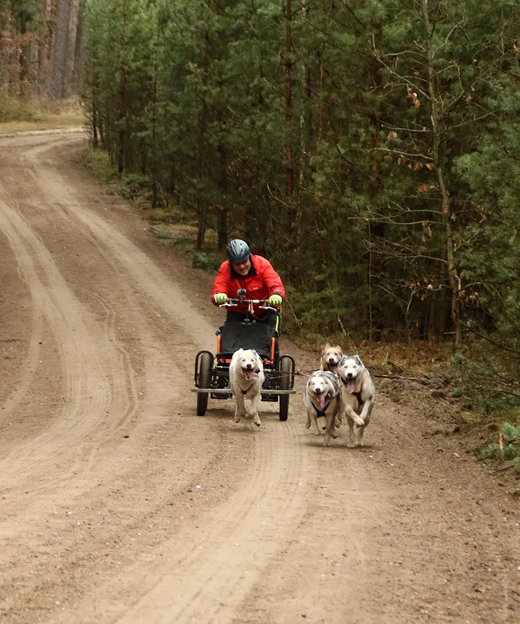 Husky-Gespann am Trainingswagen mit professionellen eRPaki® X-Back Zuggeschirren für optimale Kraftverteilung im Zughundesport.