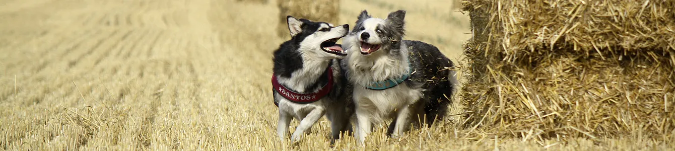 Nach dem Rennen durchs Feld wieder strahlend sauber: Tipps zur schonenden Wäsche für Hundegeschirre und Leinen aus dem Alltag.