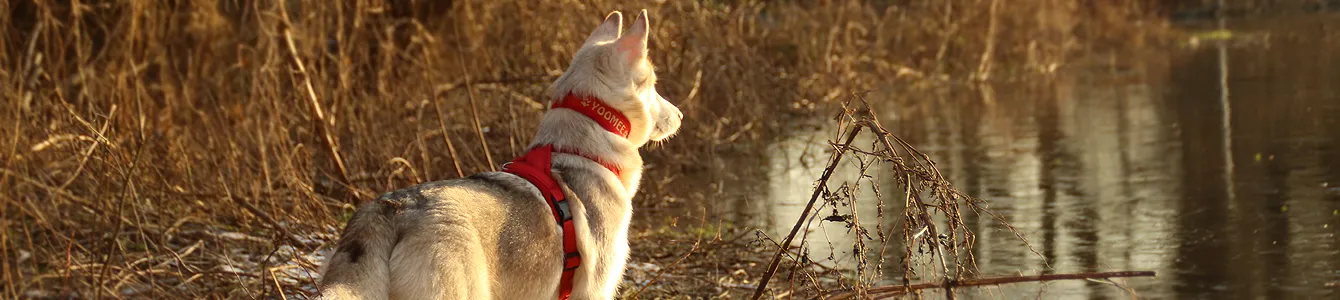Husky in eRPaki®-Ausrüstung im Winter – ein Symbol für unseren Reparaturservice, der kaputtes Zubehör wieder instand setzt.