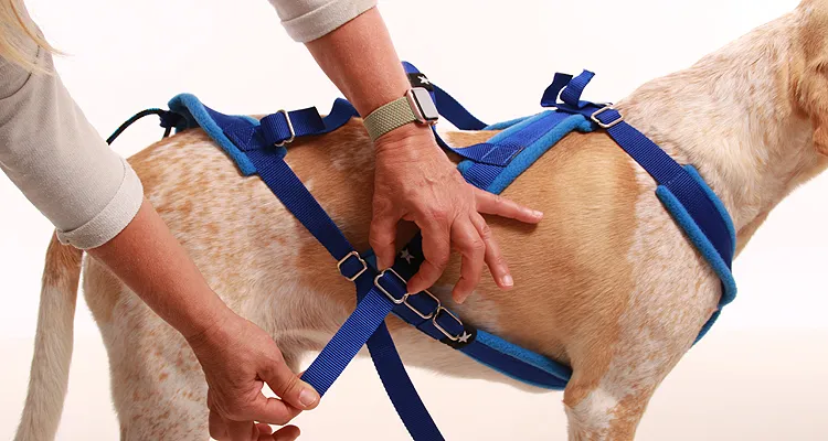 Ein verstellbares Einstellgeschirr zur Ermittlung der perfekten Passform beim Hund unter Zug.