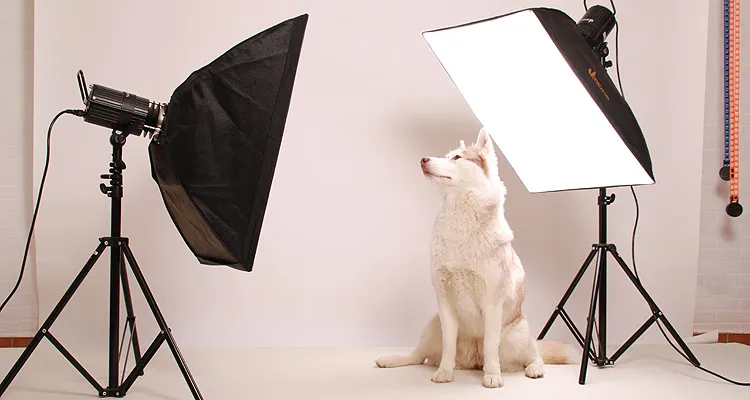 Ein Husky posiert im eRPaki® Hundefotostudio auf weißem Hintergrund zwischen zwei professionellen Studioblitzen für ein Fotoshooting.