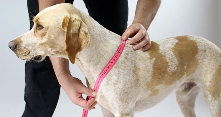 So misst du deinen Hund mit dem Maßband für eine Standardgröße aus.