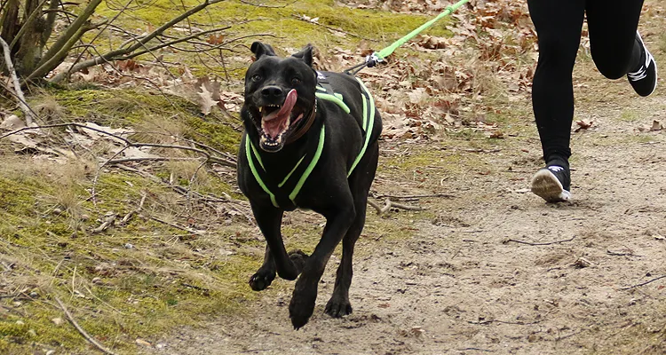 Schnell rennender Hund beim Canicross mit ergonomischem eRPaki® Zuggeschirr und Zugleine mit Ruckdämpfer.