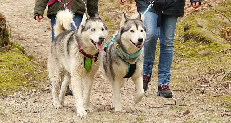 Zwei Huskies beim Wandern mit maßgefertigten bequemen Hundegeschirren von eRPaki® in der Natur.