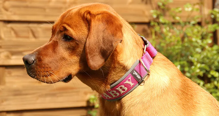 Verschiedene Arten von Hundehalsbändern im direkten Vergleich.