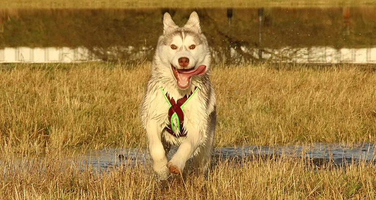 Glücklicher rennender Husky mit bequemen eRPaki Tourengeschirr