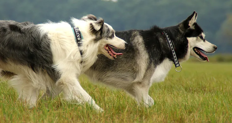 Zwei glückliche Hunde rennen mit maßgefertigten eRPaki® Halsbändern über eine grüne Wiese.