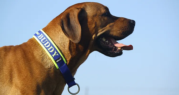 Rhodesian Ridgeback mit personalisiertem Hundehalsband mit Zugstopp in königsblau gepolstert mit Softshell neongelb