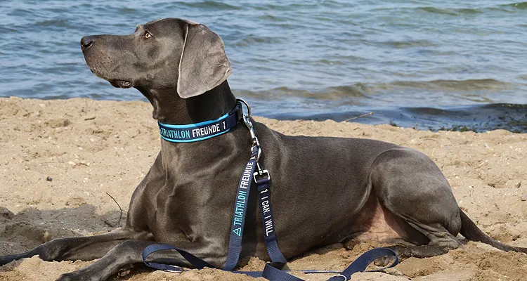 Weimaraner am Strand mit besticktem Halsband und passender Leine „Triathlon Freunde“ von eRPaki®.