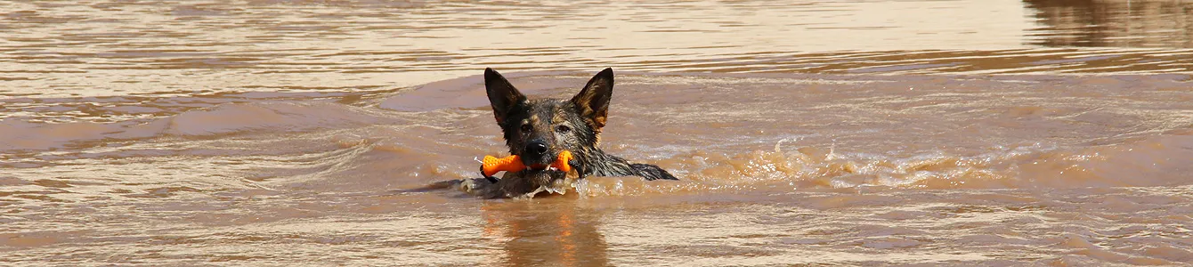 Schäferhund apportiert aus dem Wasser schwimmfähiges Hundespielzeug ROPE TPR Stick Wave