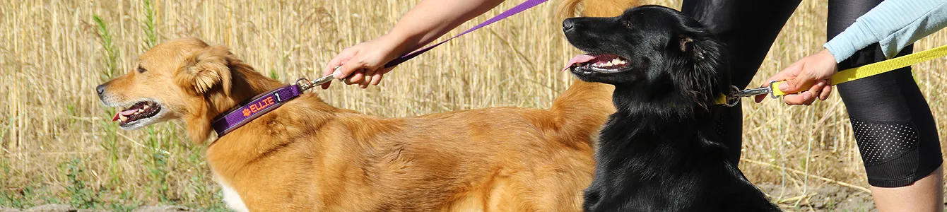Rettungshundeleinen mit Schnellverschluss, personalisiert, reflektierend, gepolstert mit Softshell