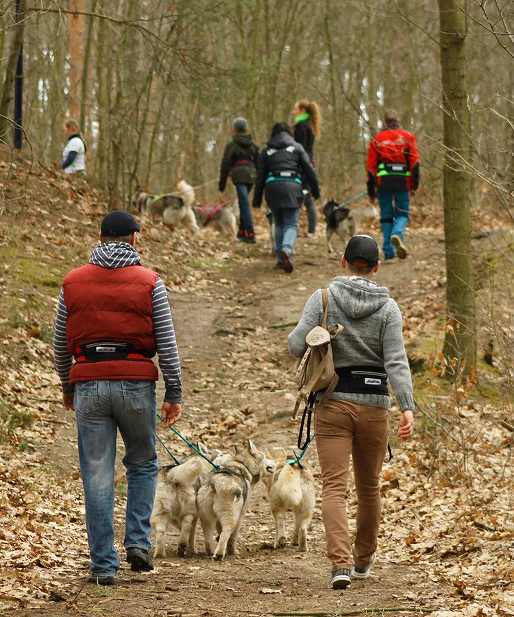 Wandergruppe im Wald mit Huskies, die eRPaki® Bauchgurte mit Tasche, X-Back Zuggeschirre und Trekkingleinen für Dogtrekking tragen
