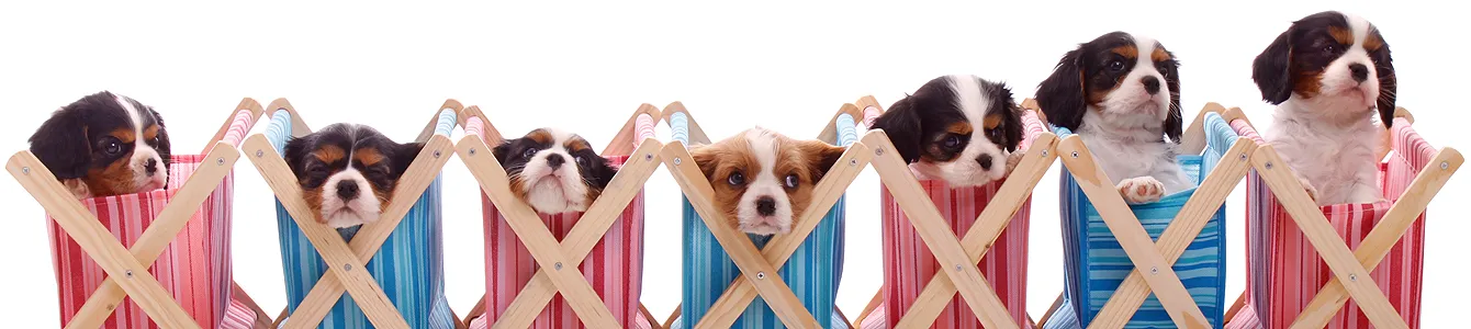 Exklusive Rabatte im Züchterprogramm sichern