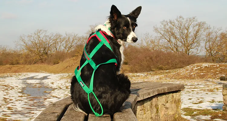 Border Collie mit passend sitzendem Zuggeschirr zum Wandern und Canicross mit Namen personalisiert 
