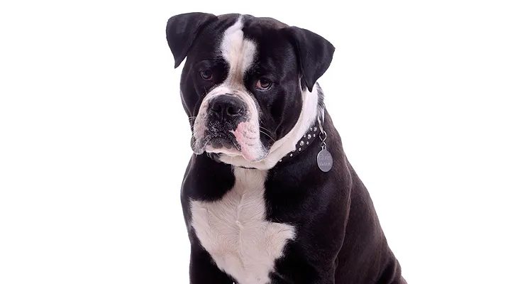 Zuggeschirre für sehr große Hunderassen