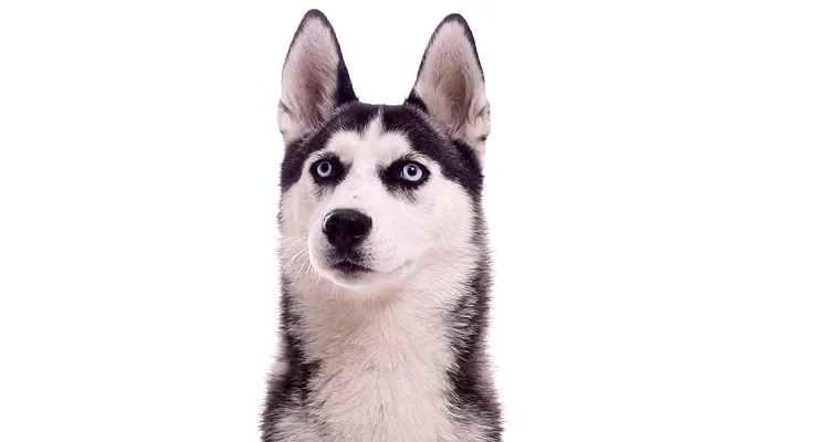 Zuggeschirre für mittelgroße und große Hunderassen