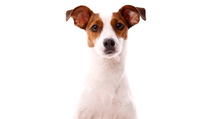 Zuggeschirre für kleine Hunderassen