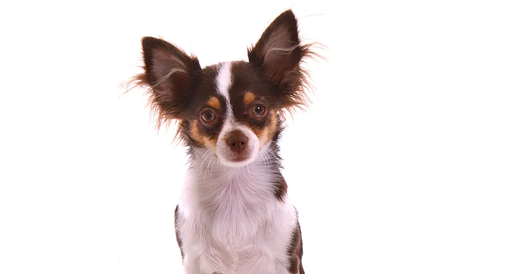 Zuggeschirre für sehr kleine Hunderassen