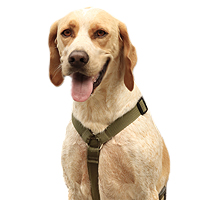 HUNDEGESCHIRRE Basic