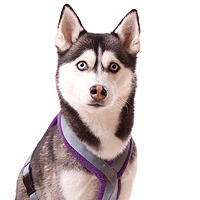 HUNDEGESCHIRRE Fleece