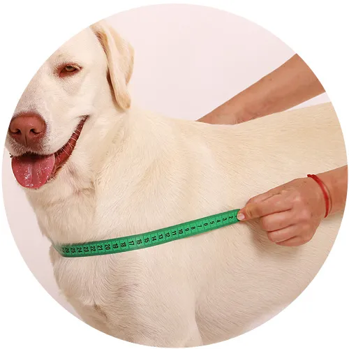 Messanleitung Hund: Schritt-für-Schritt-Illustration zum richtigen Ausmessen für Norwegergeschirr
