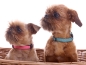 Preview: eRPaki Hundehalsband Klick 10mm OP