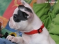 Preview: eRPaki Hundehalsband Klick 10mm OP