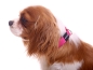 Preview: eRPaki Hundehalsband Klick 20mm OP