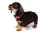 Preview: eRPaki Hundehalsband Klick 20mm OP