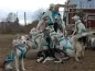 Preview: X-Back Zuggeschirr Husky Preview: X-Back Zuggeschirr Husky