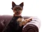 Preview: Yorkshire Terrier mit Hundehalsband Klickverschluss mit Namen Fleece Polsterung