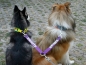 Preview: eRPaki Koppel für 2 Hunde 25mm (Ring) mit Namensbestickung