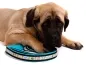 Preview: Hundeleine Cityleine Softshell Webband Borte Mastiff