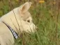 Preview: eRPaki Borte Halsband Zugstop 25mm OP am Hund