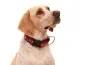 Preview: Langhaar Hundehalsband 30 mm mit Borte an einem Labrador