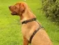 Preview: Hundegeschirr Führgeschirr Labrador