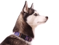 Preview: eRPaki Hundehalsband Klick 25mm OP