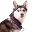 Preview: eRPaki Hundehalsband Zugstop 30mm OP