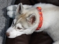 Preview: eRPaki Hundehalsband Langhaar 25mm OP