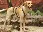Preview: Sicherheitsgeschirr Hundegeschirr Führgeschirr Hund Preview: Sicherheitsgeschirr Hundegeschirr Führgeschirr Hund
