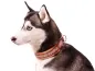 Preview: eRPaki® FLEECE Borte Hundehalsband Zugstopp 25mm