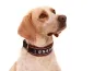 Preview: Hundehalsband mit Namen ohne Zugstopp weich Fleece reflektierend Pointer