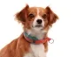 Preview: Zug Stopp Hundehalsband mit Namen weich Fleece reflektierend Welpen