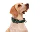Preview: Hundehalsband Zugstopp weich Fleece reflektierend dunkelgrün Pointer