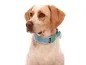 Preview: Zug Stopp Hundehalsband mit Namen weich Fleece breit Pointer
