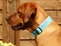 Preview: eRPaki Hundehalsband Zugstop 30mm MP