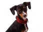 Preview: Zwergpinscher mit Hundehalsband schwarz Klickverschluss mit Namen Fleece Polsterung rot