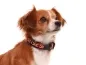 Preview: Hund Kleinhund mit eRPaki Hundehalsband Langhaar mit Borte unterlegt mit Softhell
