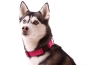 Preview: eRPaki PRO Hundehalsband Klick 30mm
