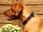 Preview: eRPaki PRO Hundehalsband Zugstop 30mm